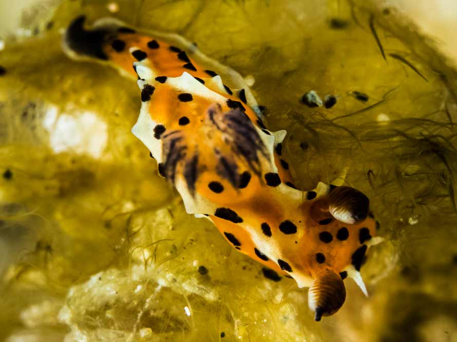 Polycera abei